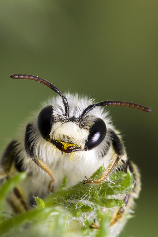 cute-bee-andre-goncalves.jpg