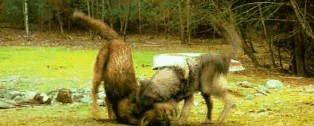 NM-gifs-the-quileute-wolf-pack-27925713-314-126.gif