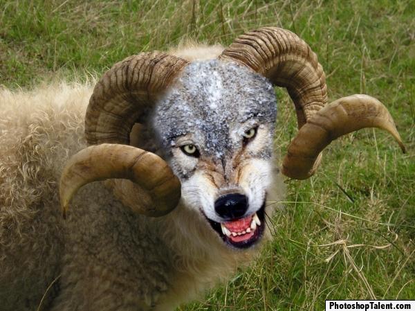 sheep-wolf.jpg
