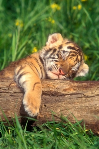 baby-tiger-lying-alone1.jpg