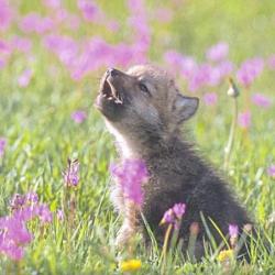 baby_insanity_wolf.jpg