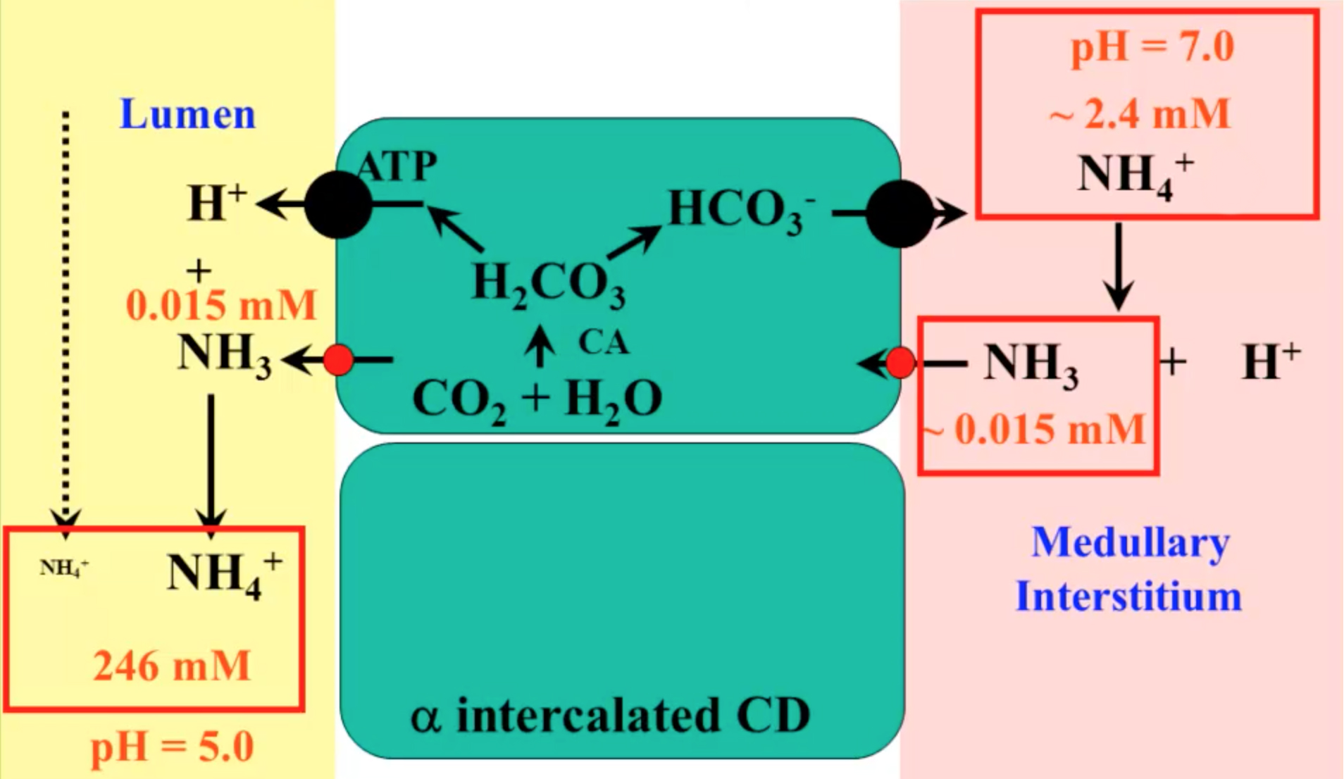 acid-base-2.jpg