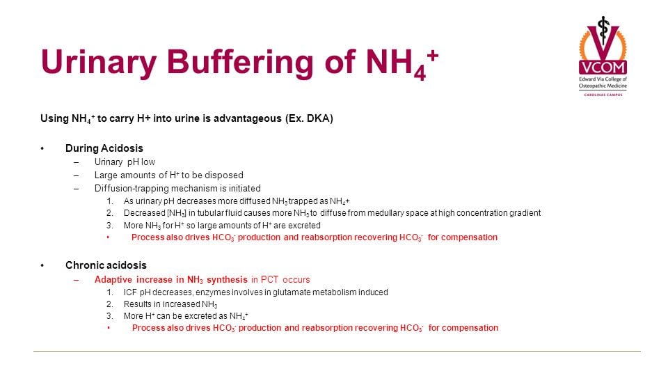 Urinary+Buffering+of+NH4+.jpg