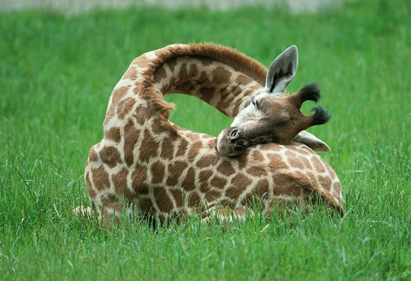 baby-giraffe-sleeping-1.jpg