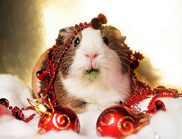 Cute-Christmas-Animals-23.jpg