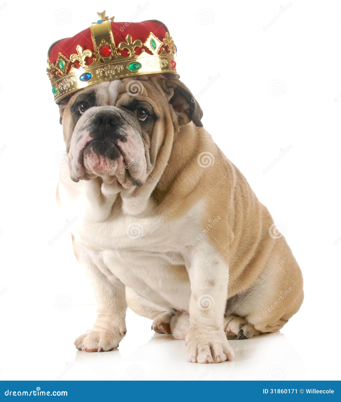 dog-wearing-crown-english-bulldog-king-s-sitting-looking-viewer-isolated-white-background-31860171.jpg