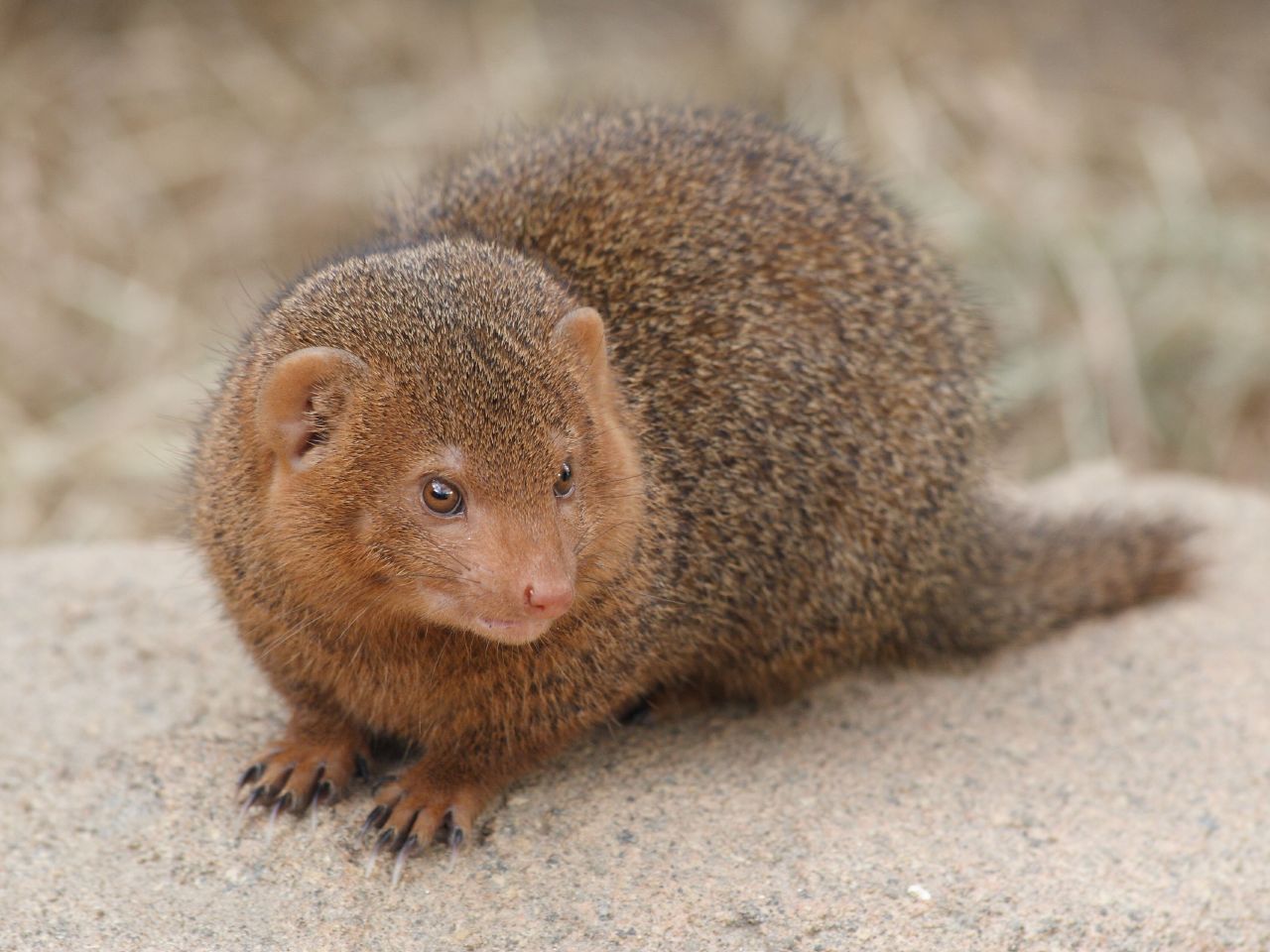 Dwarf_mongoose_Korkeasaari_zoo.jpg