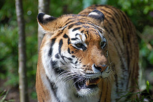 300px-Tiger-zoologie.de0001_22.JPG