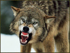 scary%20wolf.jpg