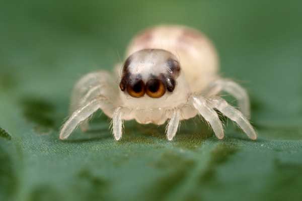 baby-jumping-spider.jpg