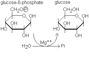 g6pase.gif