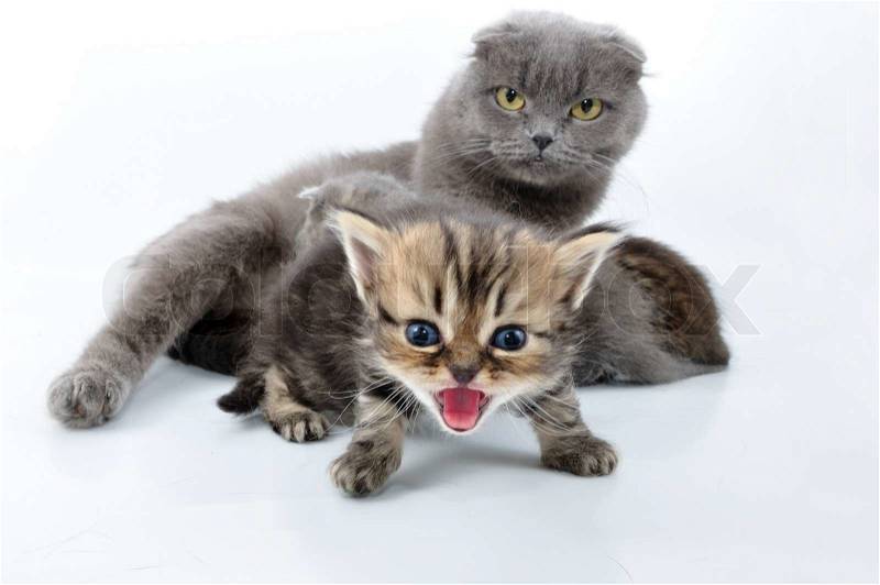 3653426-487888-shouting-baby-kitten-with-the-family.jpg