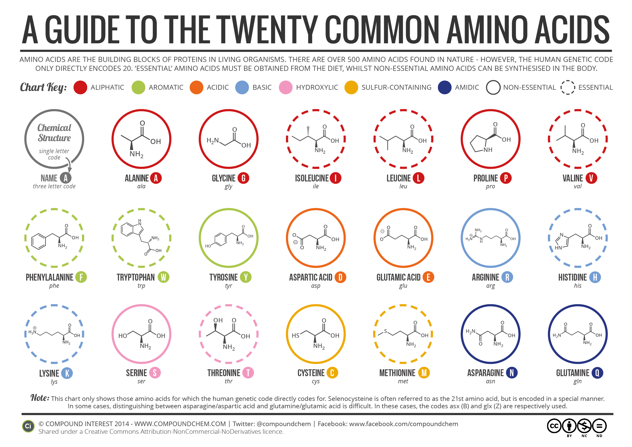 20-Common-Amino-Acids.png