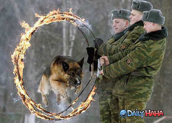 dog_jumping_fire_hoops.jpg