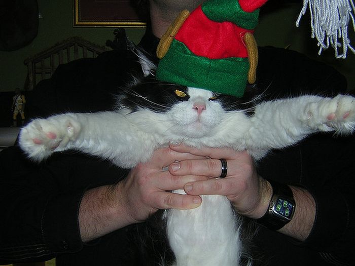 cats-hate-christmas-1.jpg