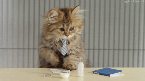 Business-rates-cat-in-a-tie.gif