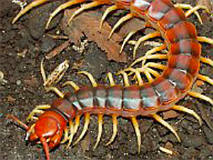centipede300.jpg