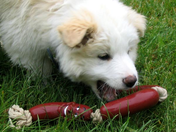 puppy-sausages-toy.jpg