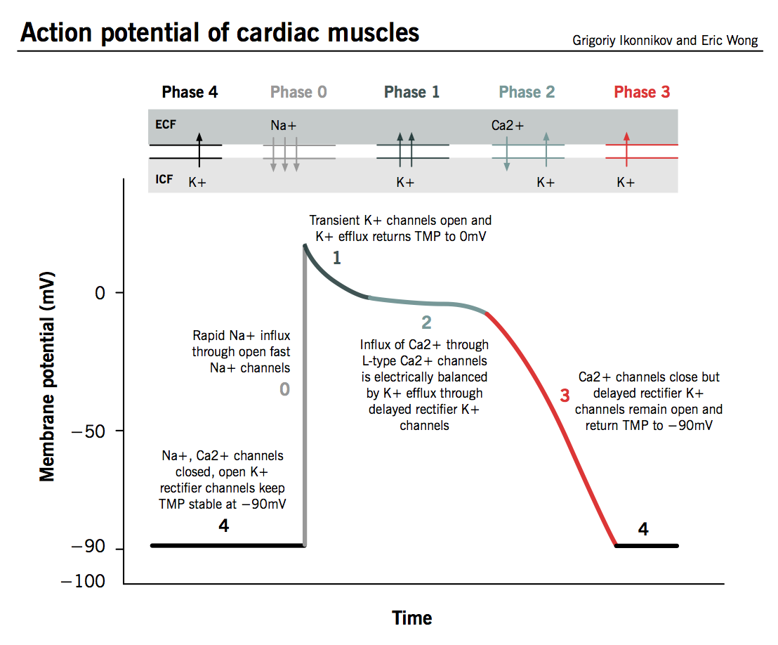 ActionPotential.png