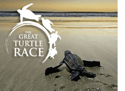 turtle-race.gif