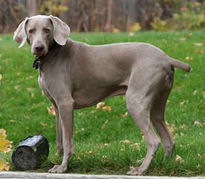 Weimaraner300x261.jpg