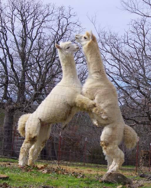 alpaca-males.jpg