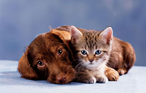 cat_and_dog01.jpg