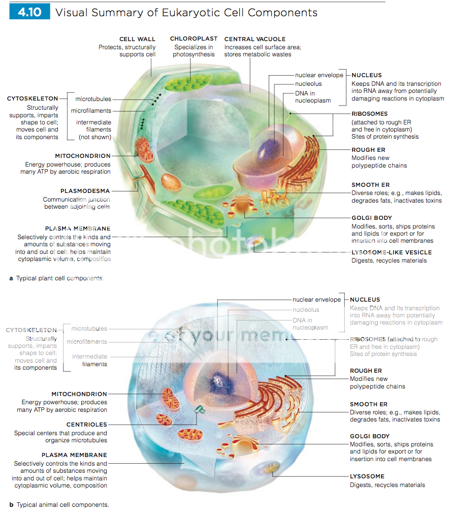 Are there lysosomes in plants?