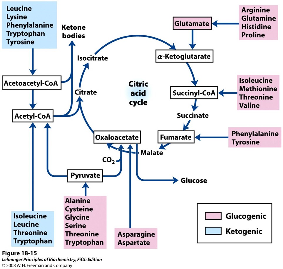 amino-acids-conversion-to-metabilites.jpg