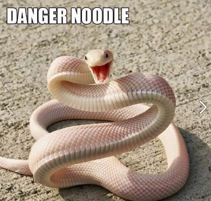 16.-Danger-Noodle.jpg