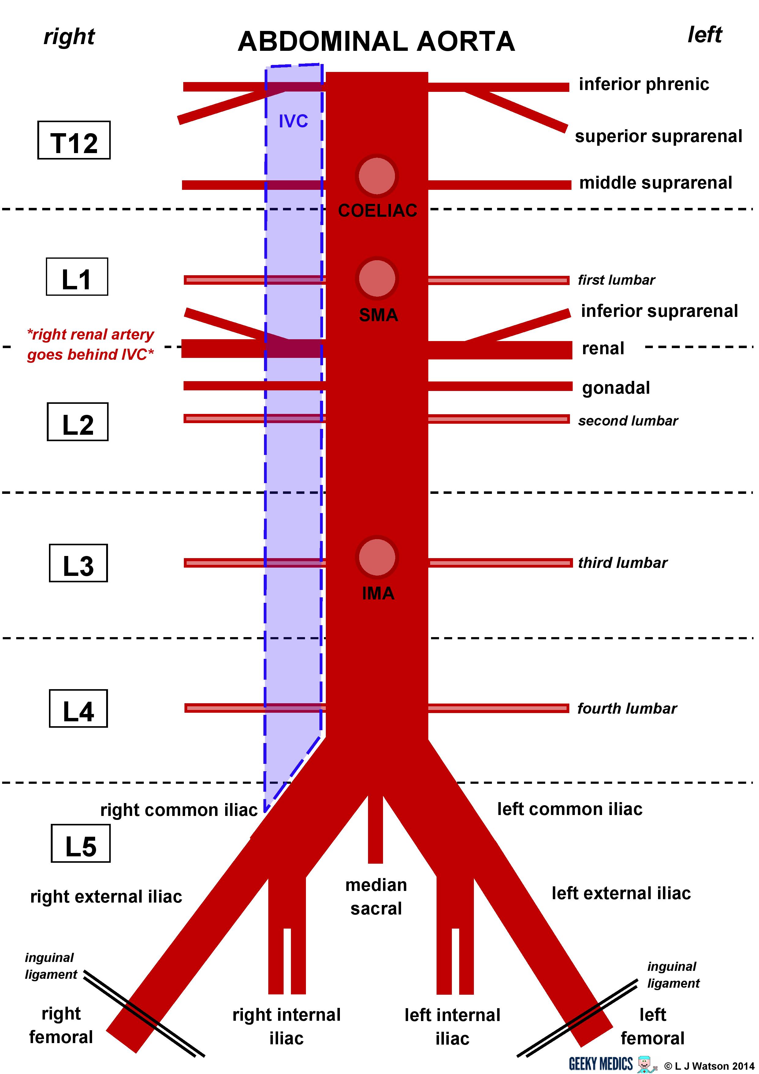 aorta-geeky-medics.jpg