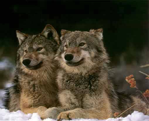 2wolves.jpg