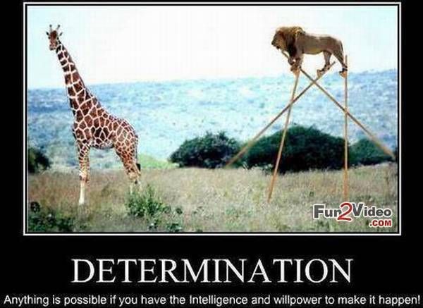 Funny-Determination-Funny-Motivational-Meme-Photo.jpg