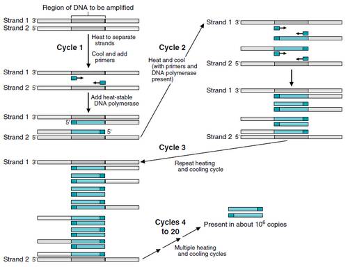 PCR-schematic.jpg