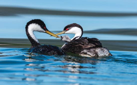 dad-feeding-baby-grebes.jpg