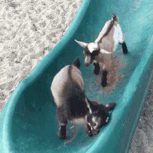 Cute Goats Playing GIFs | Tenor