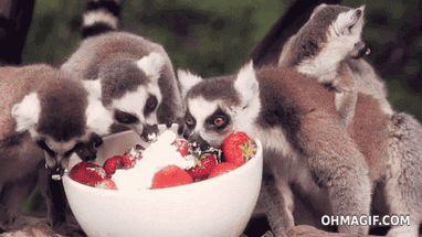 Ring Tailed Lemurs GIFs - Get the best GIF on GIPHY