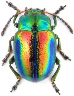 43ef0a10f6988969731c3ed1fe7e975d--beetle-insect-scarab-beetle.jpg