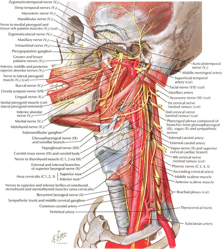 dd9d01f76da587bd617713a8cddfc66c--brain-anatomy-body-anatomy.jpg