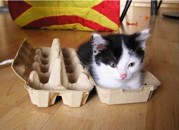 funny-cats-if-it-fits-i-sits-13.jpg