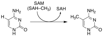 336px-Cytosine_5-methylation.png