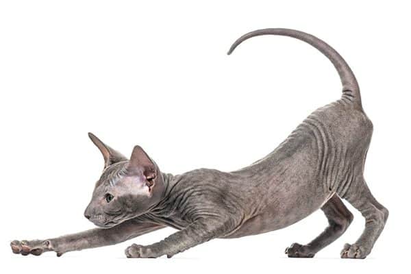 peterbald-pouncing-600x400.jpg