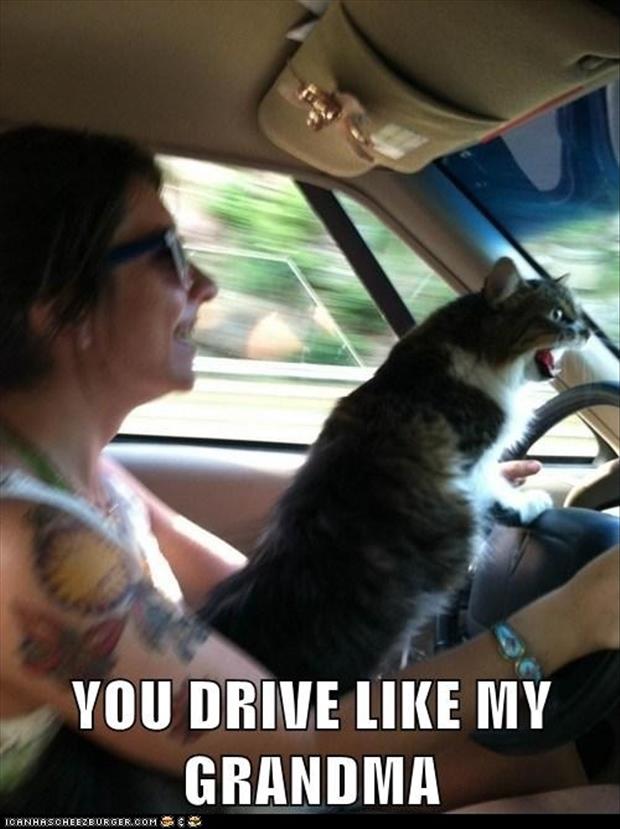 funny-cats-driving-a-car1.jpg