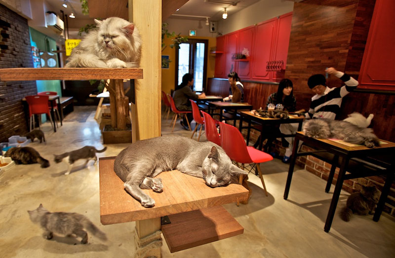 A-Cat-Cafe.jpg