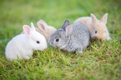 when-will-baby-bunnies-get-fur-e1586627730108.jpg