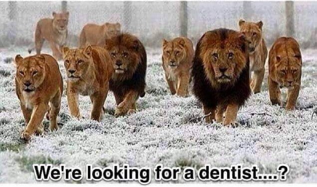 lions-looking-dentist-e1438951328310.jpg